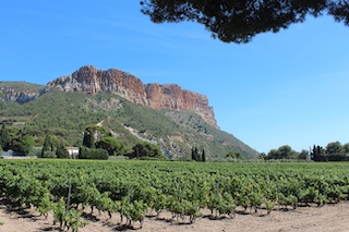 Cassis Vineyard