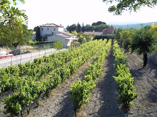 Cassis Vineyard