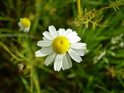 Chamomile