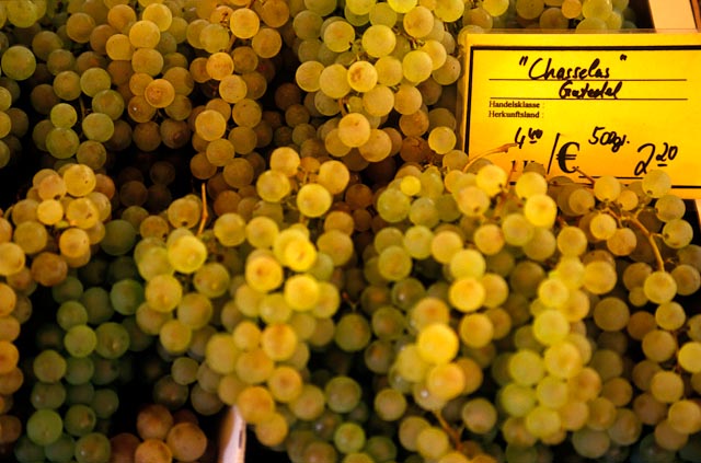 Chasselas grappes for sale