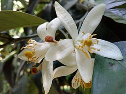 Citrus Blossom