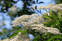 Elderflower