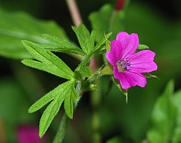 Geranium