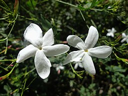 Jasmin