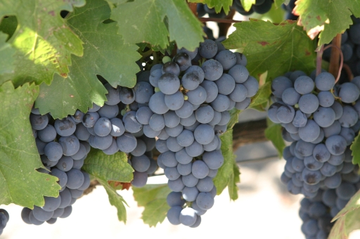 Malbec Grapes in Cahors