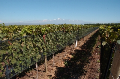 Vineyard in Mendoza