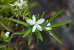 Orange Blossom