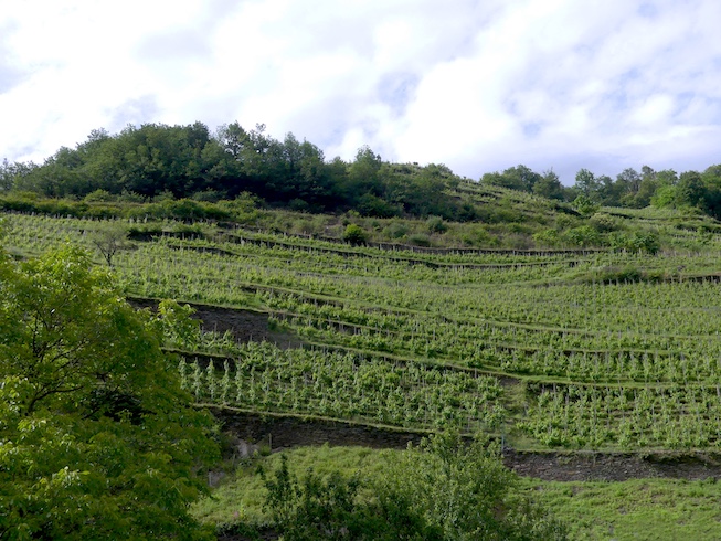 Domaine des Ardoisières vineyard