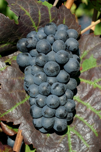 Gamay Grappe