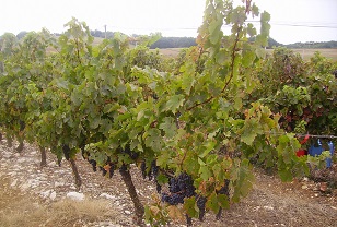 Thézac-Perricard vineyard