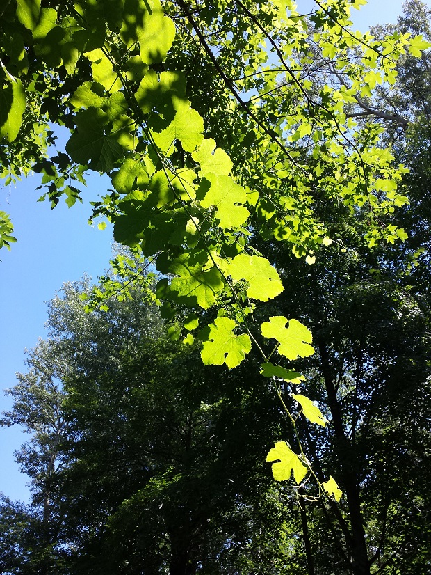 Vitis Vinifera Sylvestris