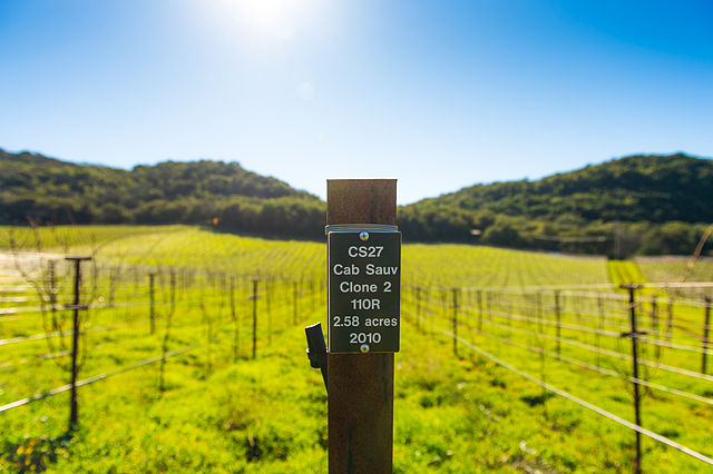 Cabernet Sauvignon Clone