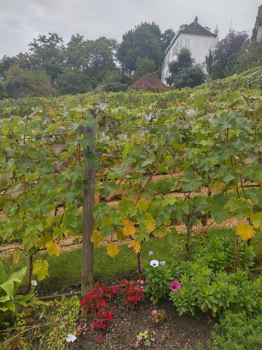 Montmartre vineyard